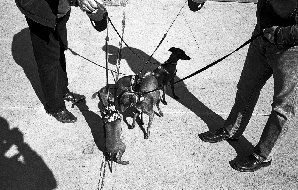 Rues de Montréal (Montréal, 2019) Tous droits réservés Grégoire VINCENT Copyright