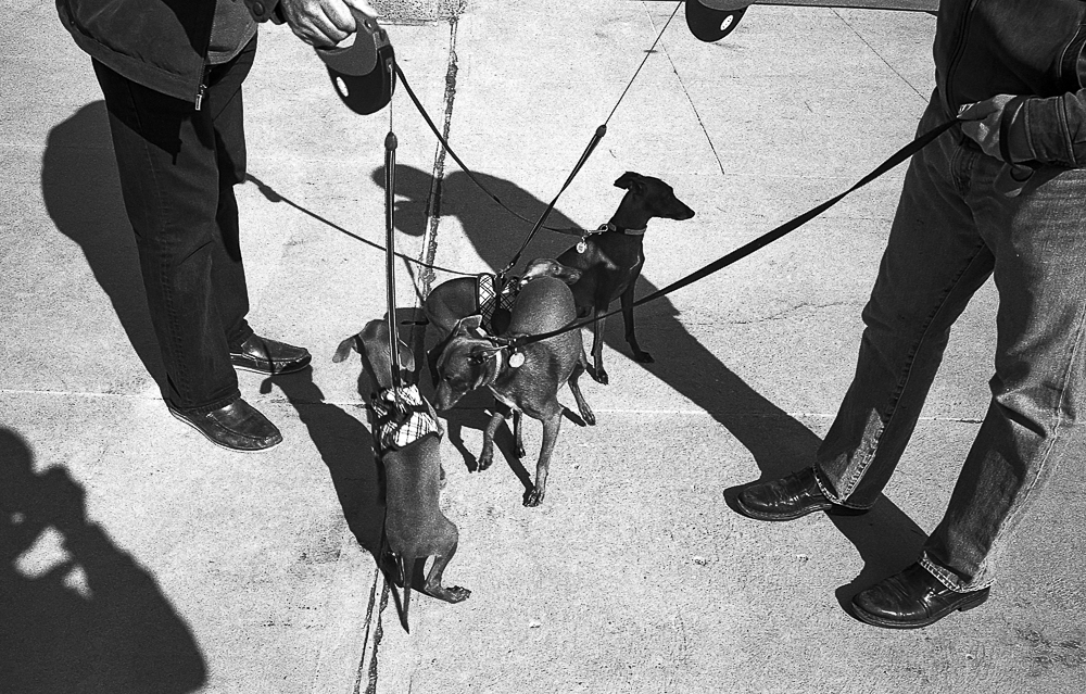 (Montreal, 2019) Tous droits réservés Grégoire VINCENT Copyright